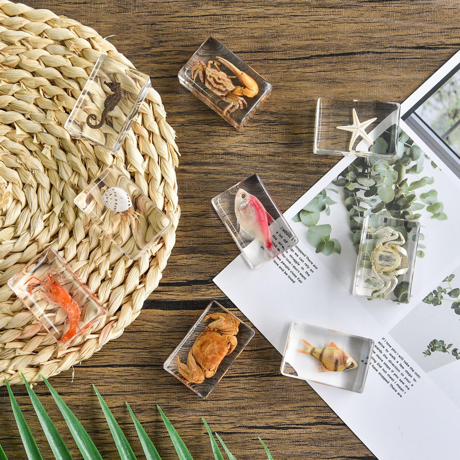 4Pcs Insect in Resin Specimen, Bug Preserved Specimen Collection Paperweights Resin Insects Various Insect Specimen for Office Office School Biology Science Teacher Education (Insect) image number 2