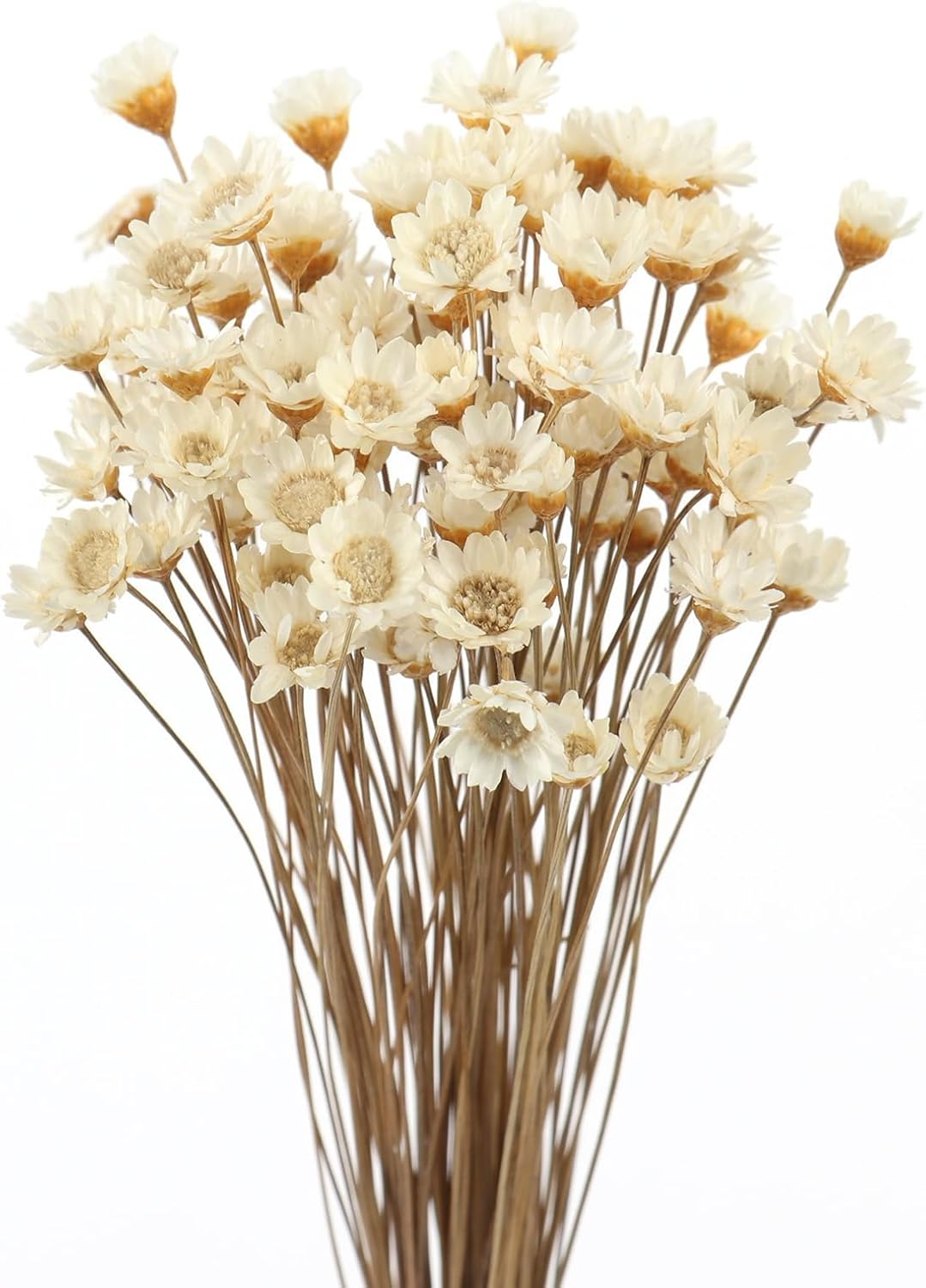 MIHUAGE Dried Flower Mini Star Brazilian Daisy Dried Natural Decorative Small Chamomile Bouquet 200 Stems for Wedding Floral Arrangements Home Decorations Valentine'S Day Gifts (Natural White)