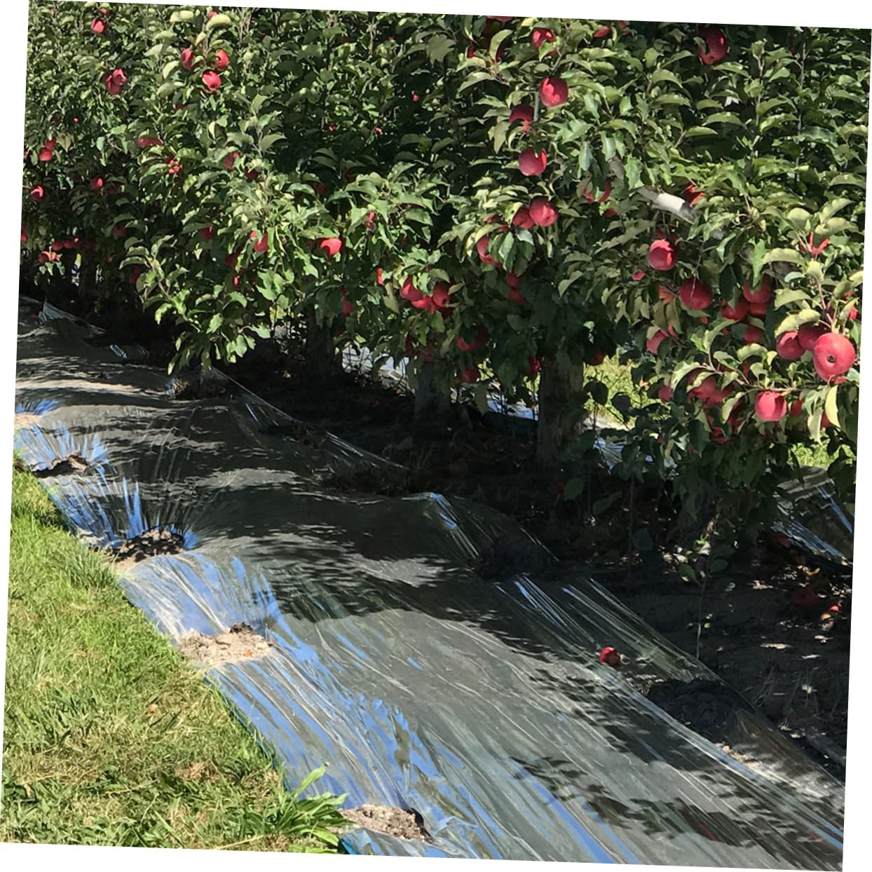 TOBBOMEY Gardening Film Tool Reflective Plant Film Emergency Thermal Blanket Greenhouse Sheet Insulation Warm Plant Growing Reflector Tear-Resistant image number 1