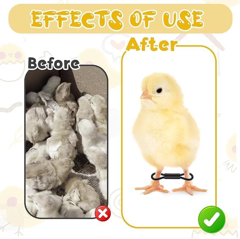 Ksngtixe 100Pcs Elastic Chick Leg Bands - Poultry Leg Braces for Chicks, Quail, Ducks, Pigeons, Splay Foot Correction for Small Birds image number 3
