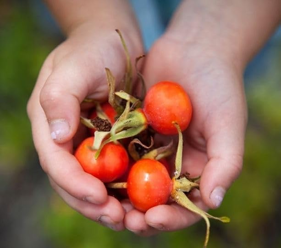 Rose-Hip Vital Powder for Joint Health,