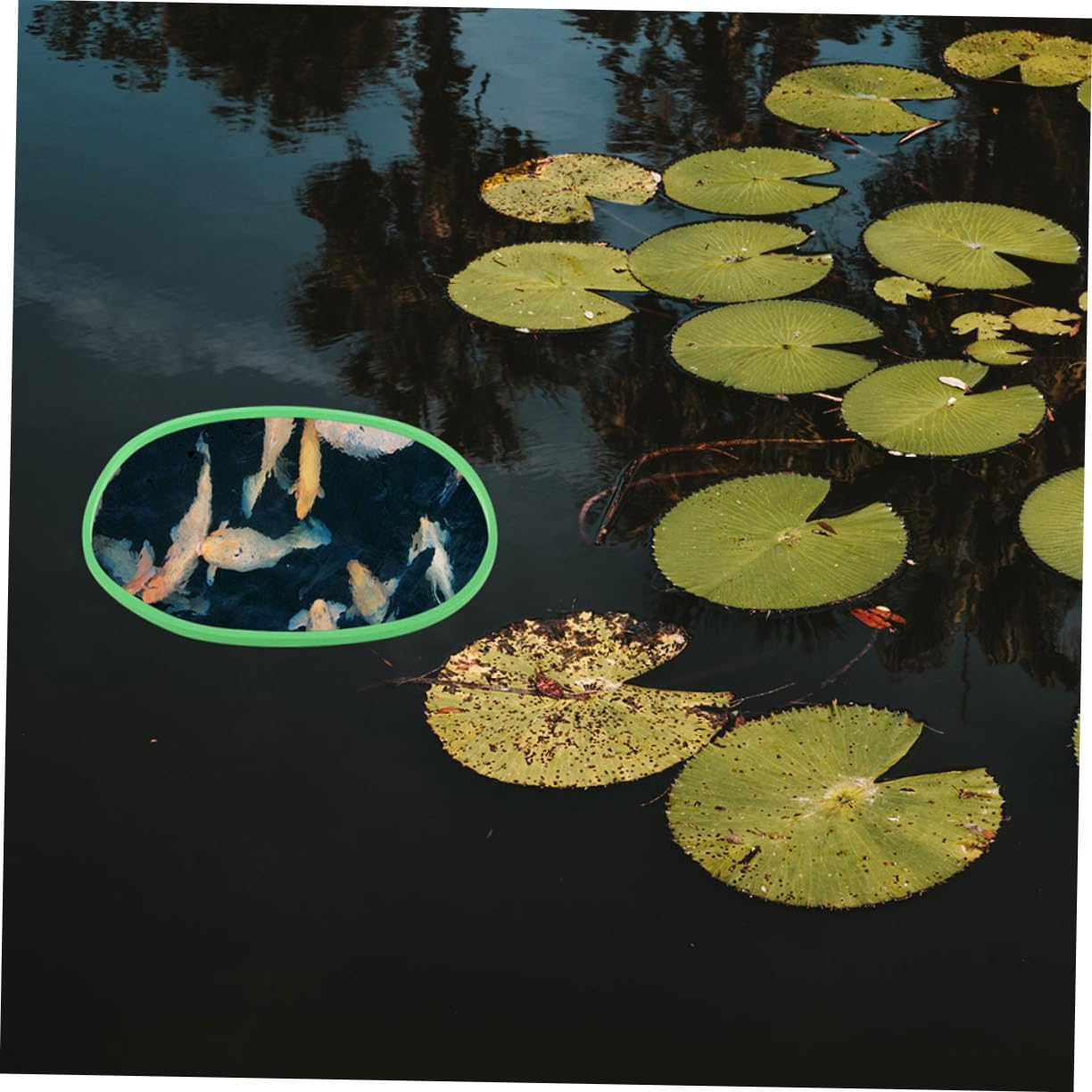 ANDRESLAD 20Pcs Floating Aquarium Plant Rings Reusable Fish Tank Floating Dividers for Betta and Aquatic Pets Supports Photosynthesis Easy Installation for Aquarium Landscaping image number 3