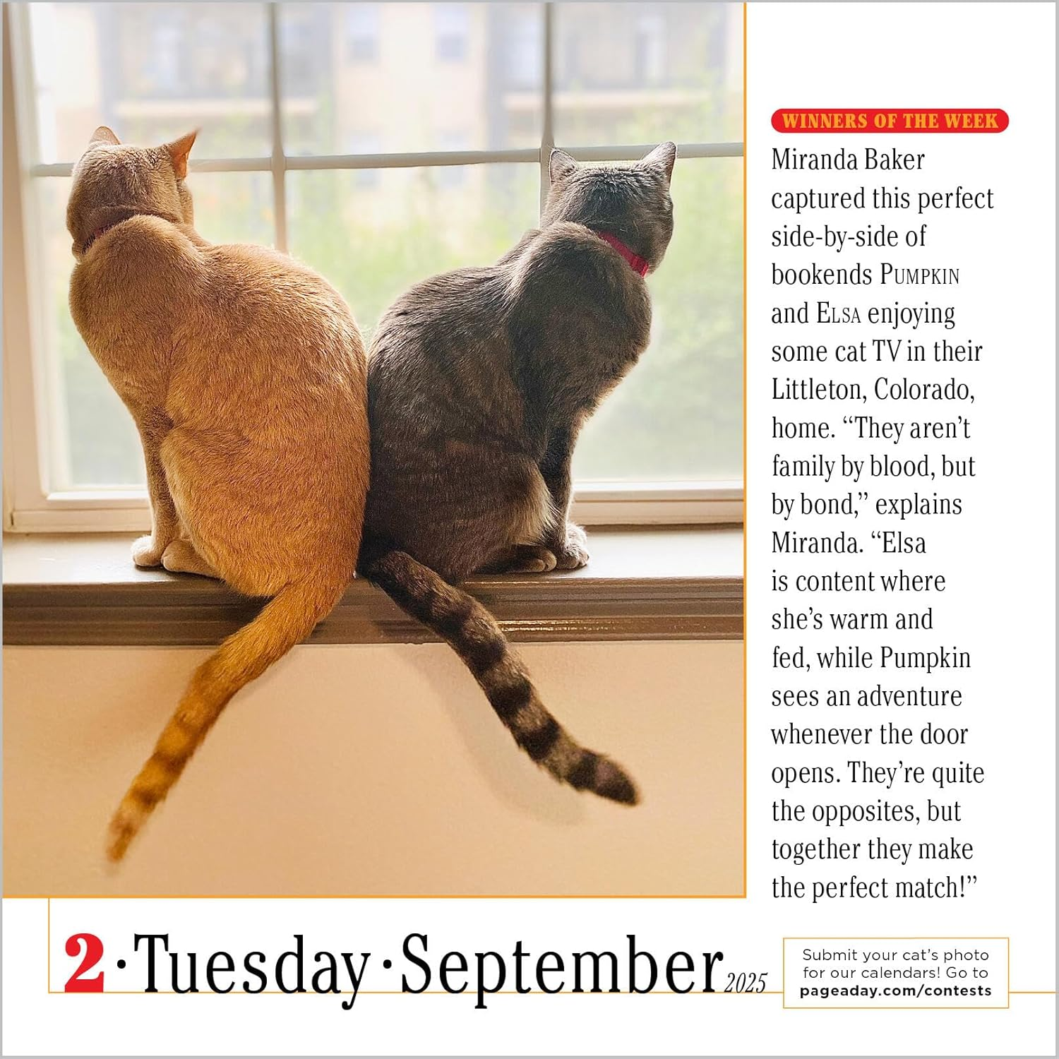 365 Cats Page-A-Day Calendar 2025: the World'S Favourite Cat Calendar image number 5