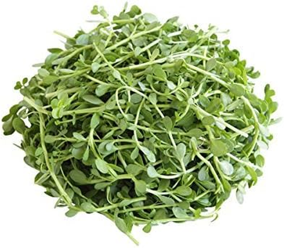 Jatamansi Hair Powder | 100% Natural Herbal for Rejuvenating Hair Roots 227 Grams by Malvaniya Herbal Care image number 4