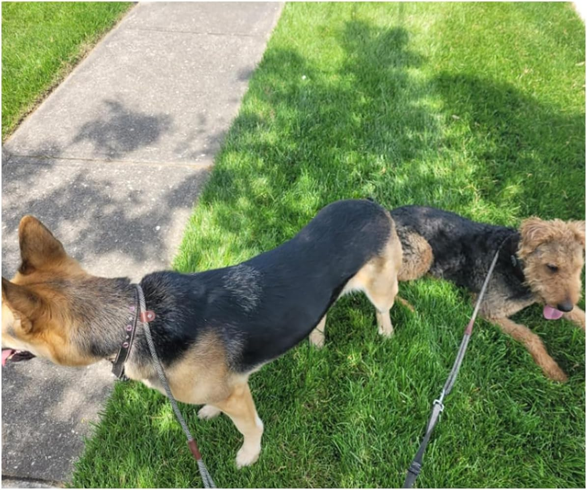 SEPXUFORE 3 FT Slip Lead Dog Leash, 1/2 Inch Rope Dog Walking and Training Lead, No Pull Strong Nylon Leash Great for Medium and Large (Red) - Blue image number 5