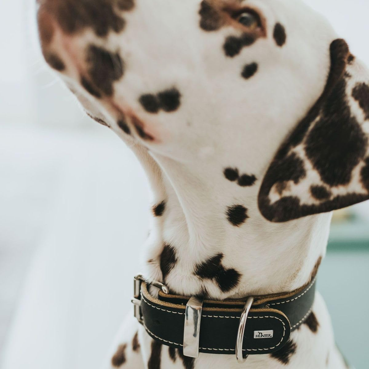 HUNTER Aalborg Special Dog Collar, Leather, Durable, Comfortable, 60 Cm (M-L), Black