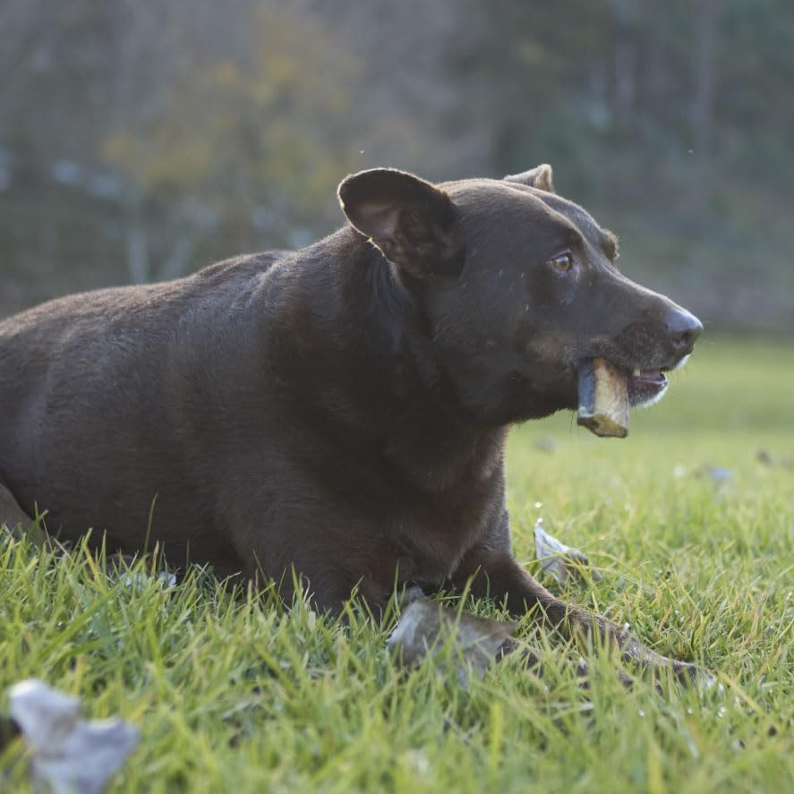 Kazoo Prime Cuts Aussie Bull Chews - 300Gm