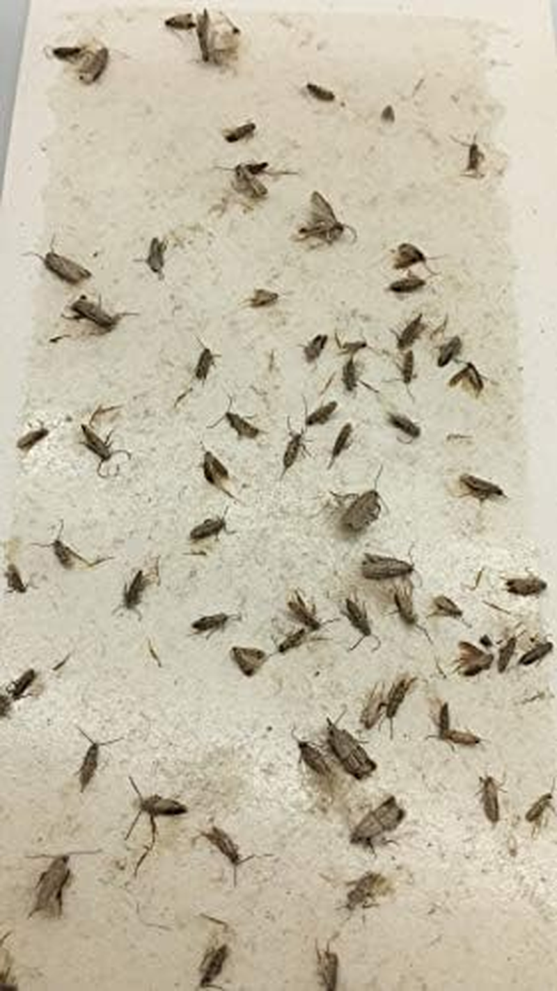 CARPET and CLOTHES MOTH TRAPS. 7 Pack of Toxin-Free, Sticky Pheromone Traps That Attract and Kill Carpet Moths and Clothes Moths. image number 2