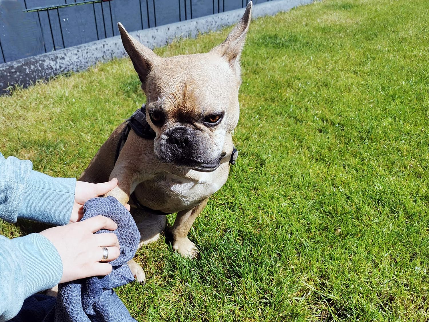 Glart Soft, Absorbent Dog Towel Pet Towel, Microfibre Dog Bath Towel 80 X 55 Cm image number 5