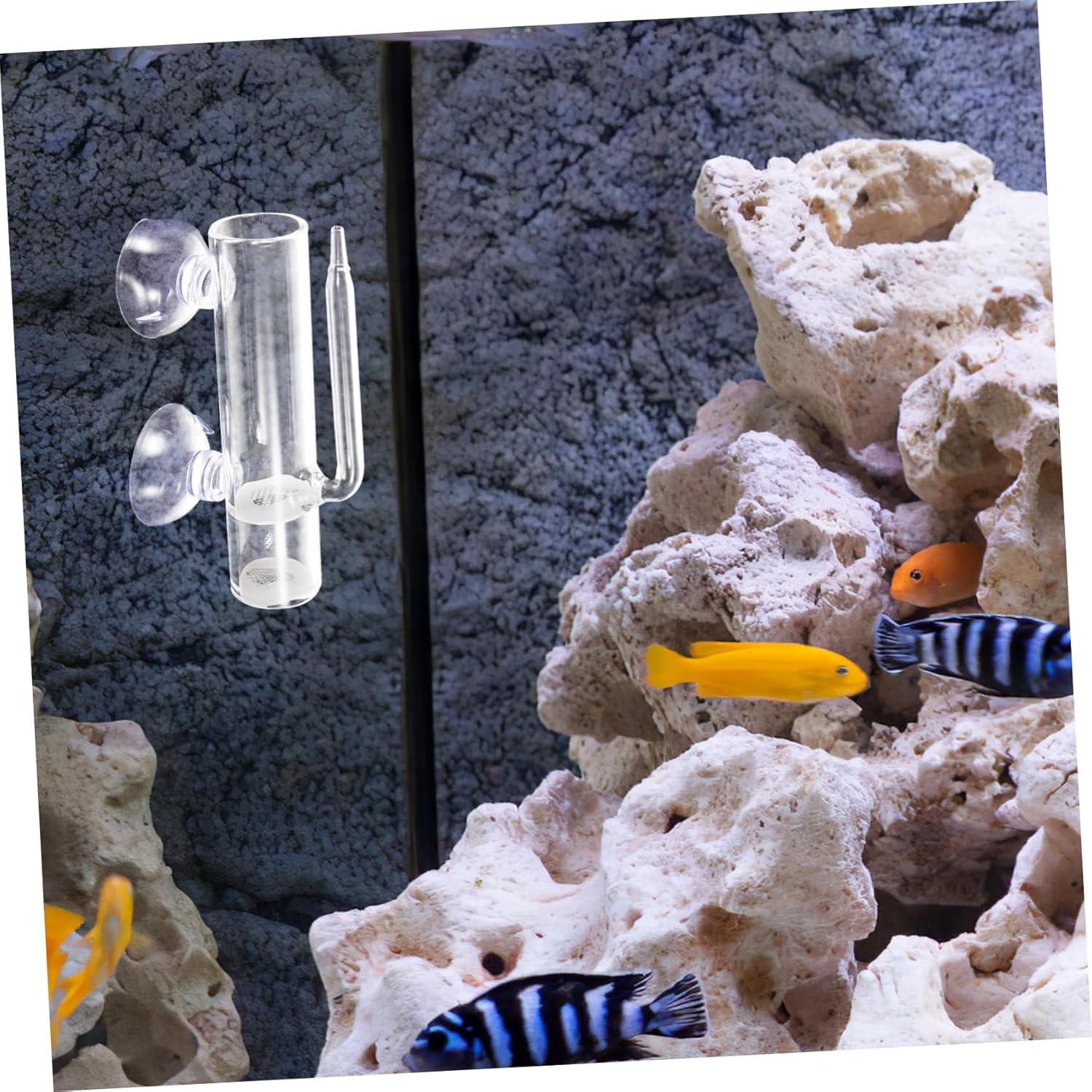 CVUTOVO Shrimp Egg Hatchery Glass Aquarium Incubator Suction Cups Brine Shrimp Breeding Box Fish Isolation Container for Aquatic Pets and Hatchling Cultivation