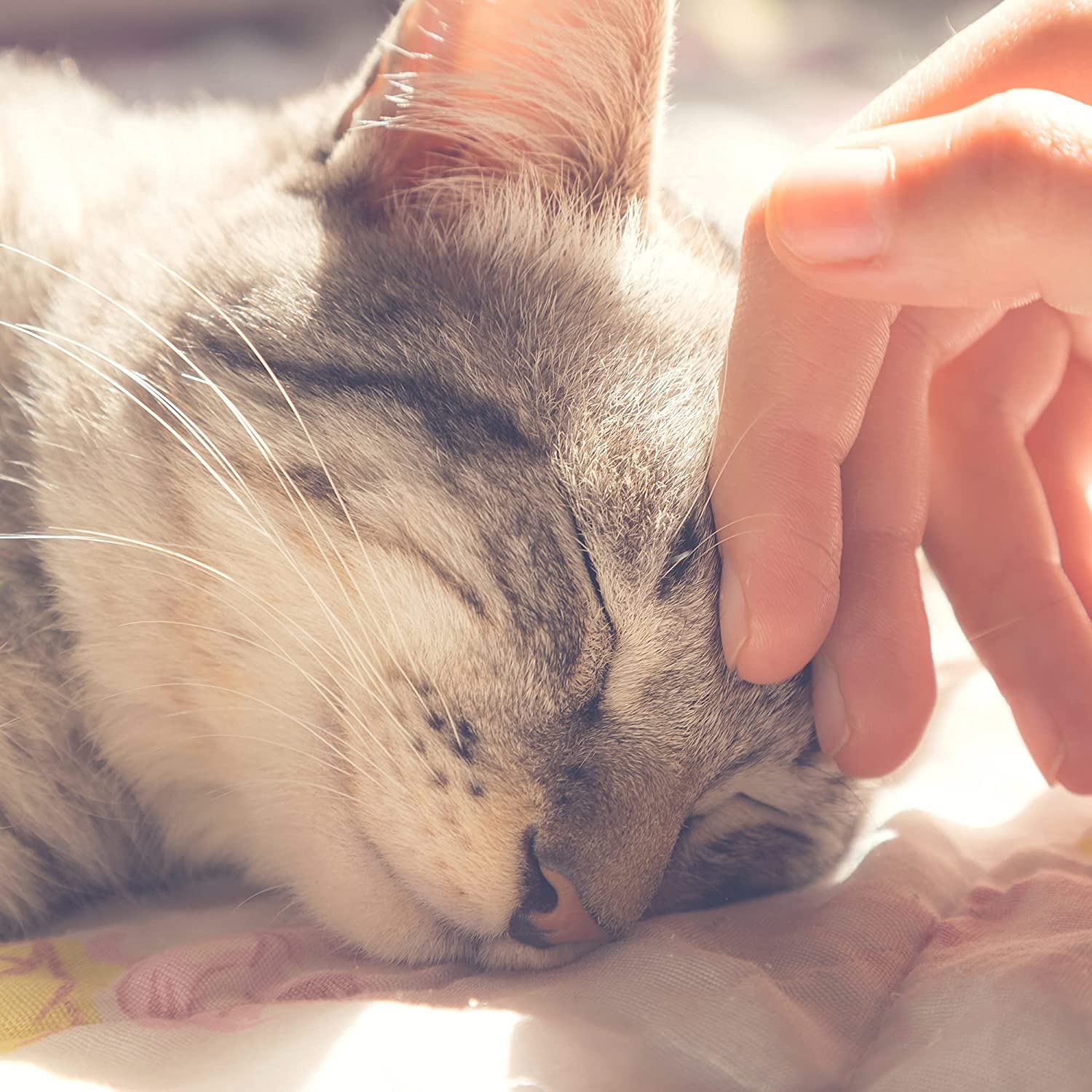 PETMAKER 80-PET6018 Cat Pet Bed, Cave- Soft Indoor Enclosed Covered Cavern/House for Cats, Kittens, and Small Pets with Removable Cushion Pad (Grey), 13X12X12 - Dark Brown image number 6