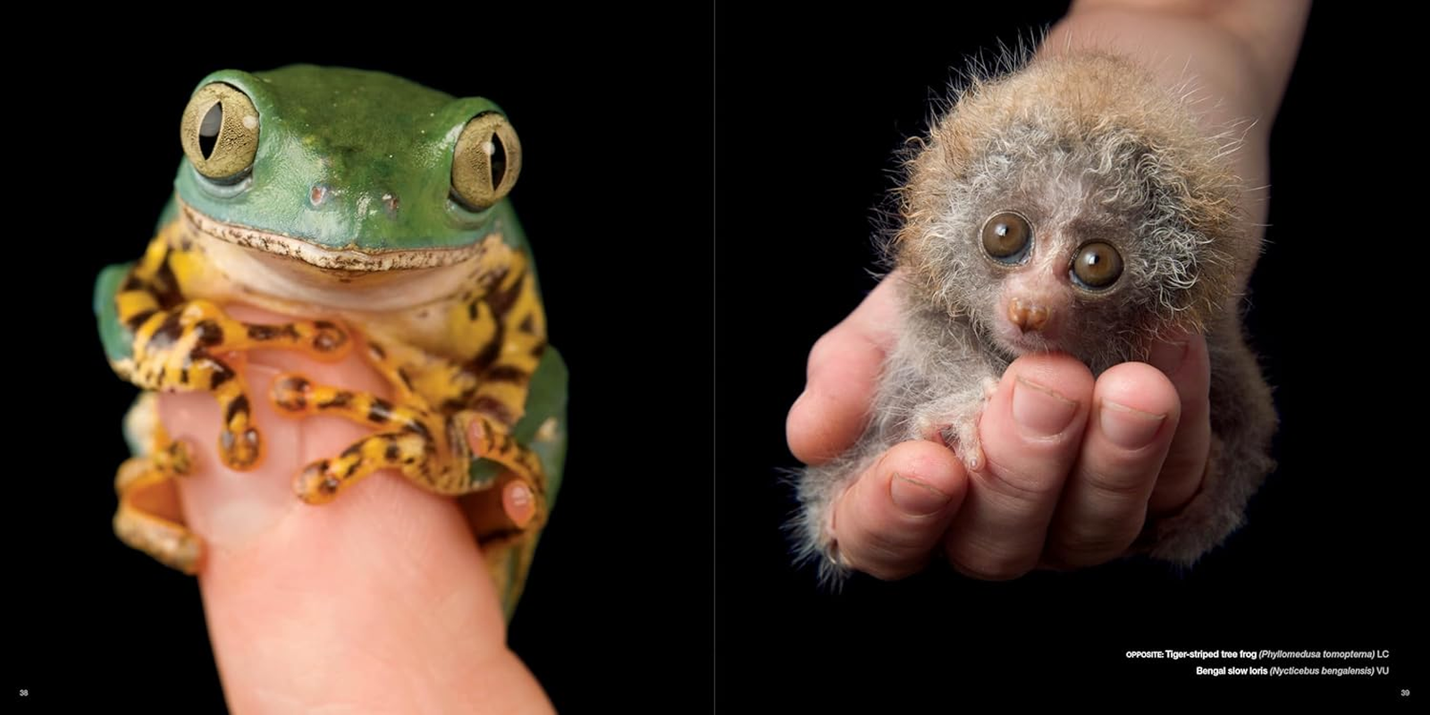 National Geographic the Photo Ark: One Man'S Quest to Document the World'S Animals image number 3