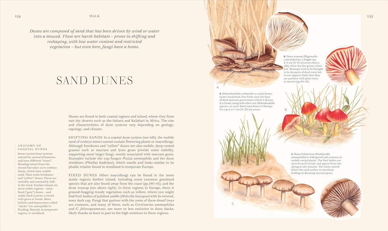 Fungi: Discover the Science and Secrets behind the World of Mushrooms image number 5