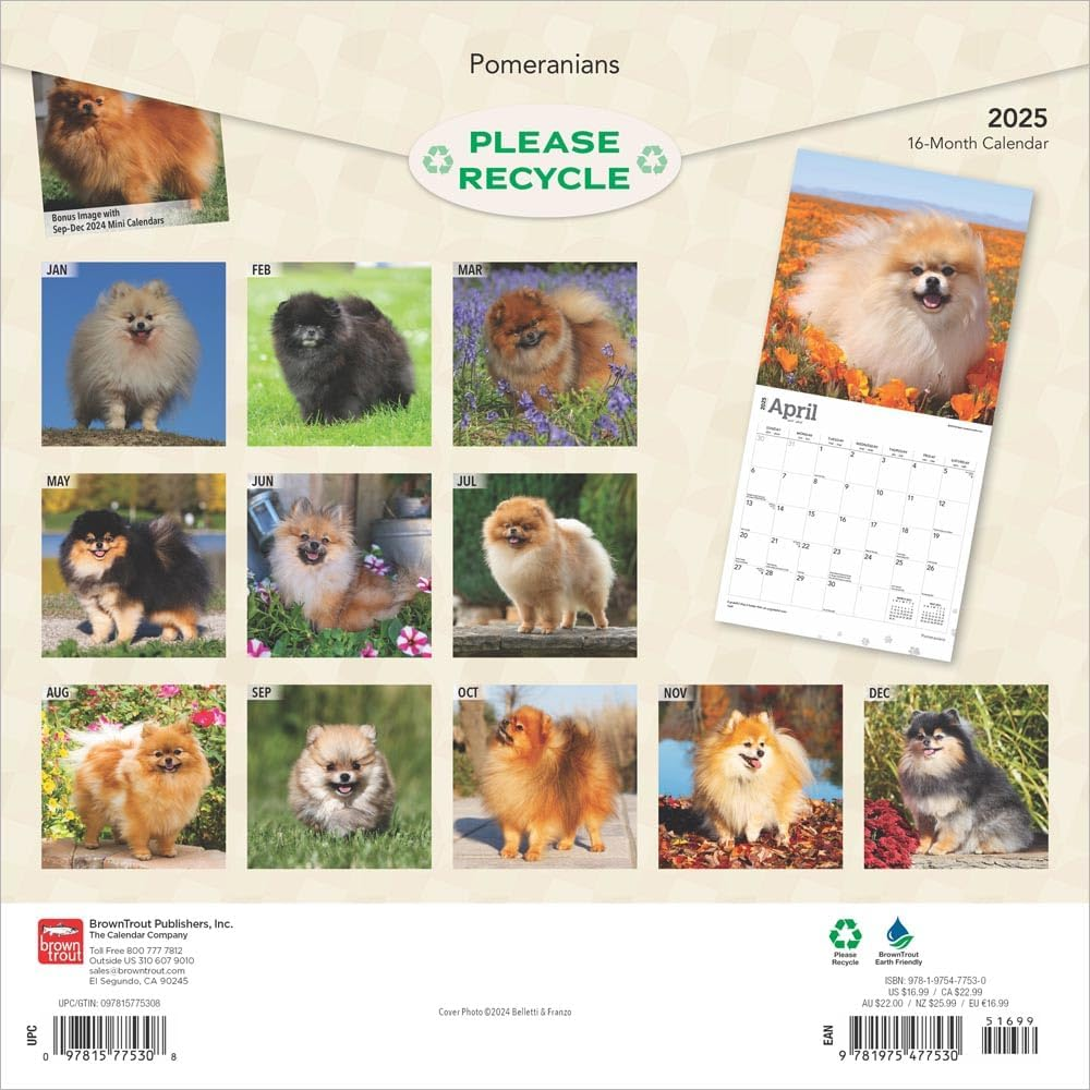 Pomeranians | 2025 12 X 24 Inch Monthly Square Wall Calendar | Plastic-Free | Browntrout | Animals Small Dog Breeds image number 6