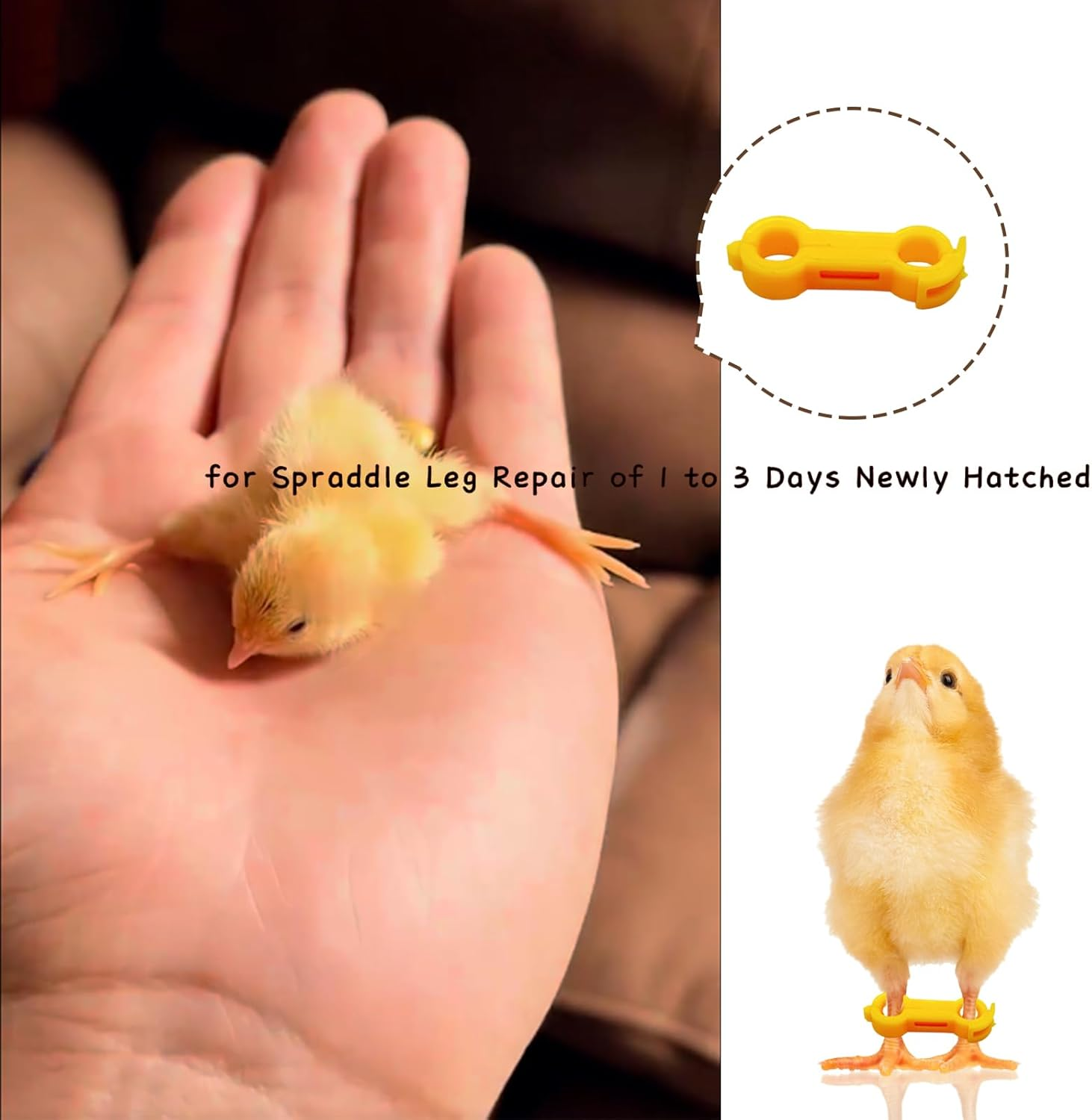 12Psc Baby Chick Splay Leg Hobble Brace, Baby Chick Leg Hobbles, Poultry Leg Bands, Chicken Hobble Braces for Newborn Spraddle Leg of Chick Quails Ducks Bird Parrot of 1 to 3 Days Newly Hatched
