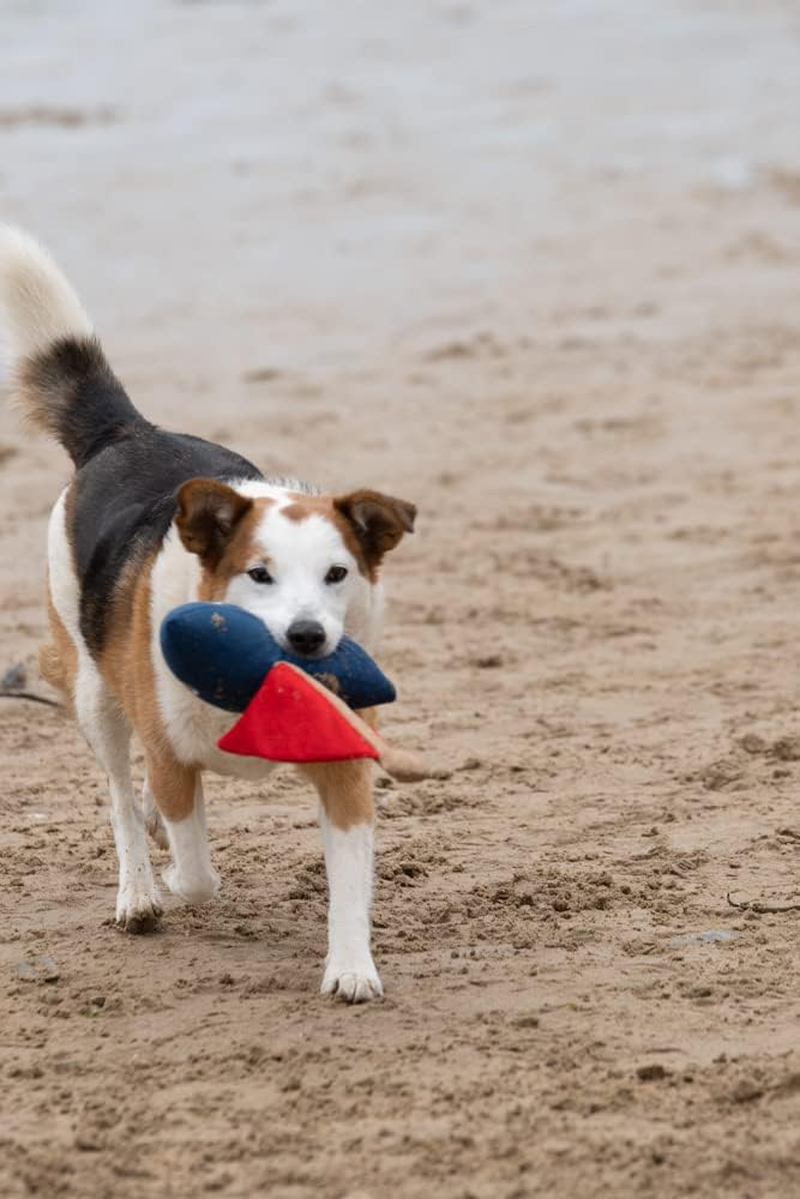 Petface Vehicles Boris the Boat Plush Dog Toy - Jenni The Jet image number 7