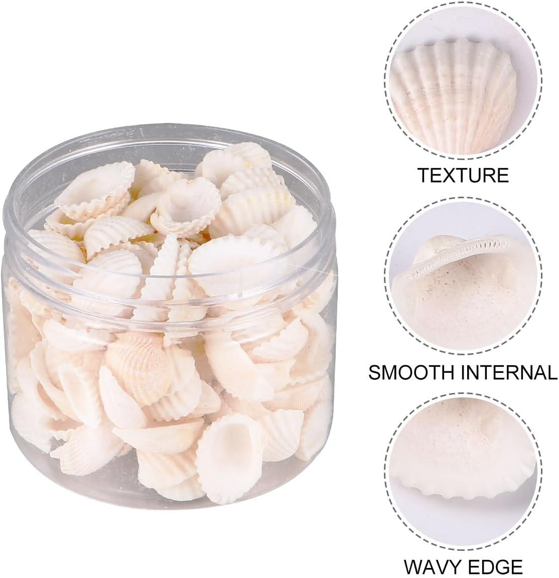 SEWACC 2Pcs Natural Shell Scallop Canned Small White Seashells Micro Landscape Decor Sea Shells Mixed Wishing Bottle Clam Shells for Crafts Beach Shells Seashells for Crafts Sandbag Large image number 5