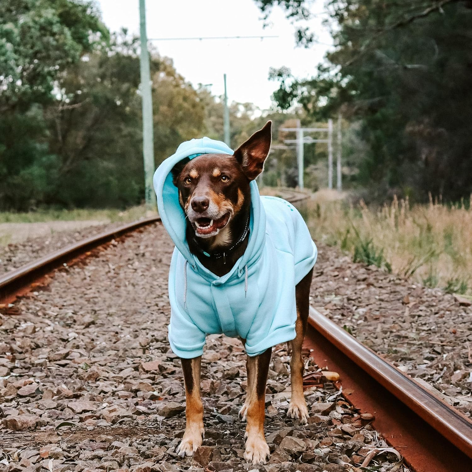 Huskimo Hartz Peak Dog Hoodie, Lagoon, 27Cm image number 6