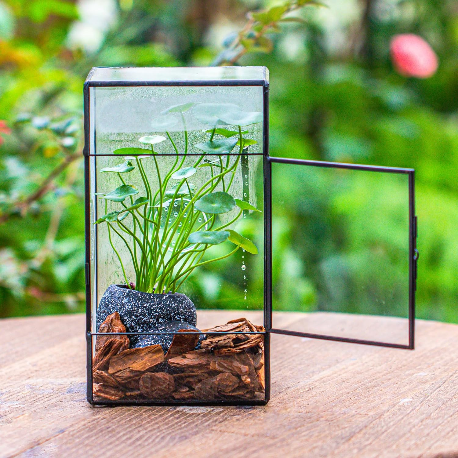 NCYP Glass Enclosure for Large Jumping Spider - 5.1" X 3.9" X 9" Front Opening Door Glass Plants Terrarium with 3 Vent Holes, Small Rectangle Insects Habitat, Black (Terrarium Only) image number 1