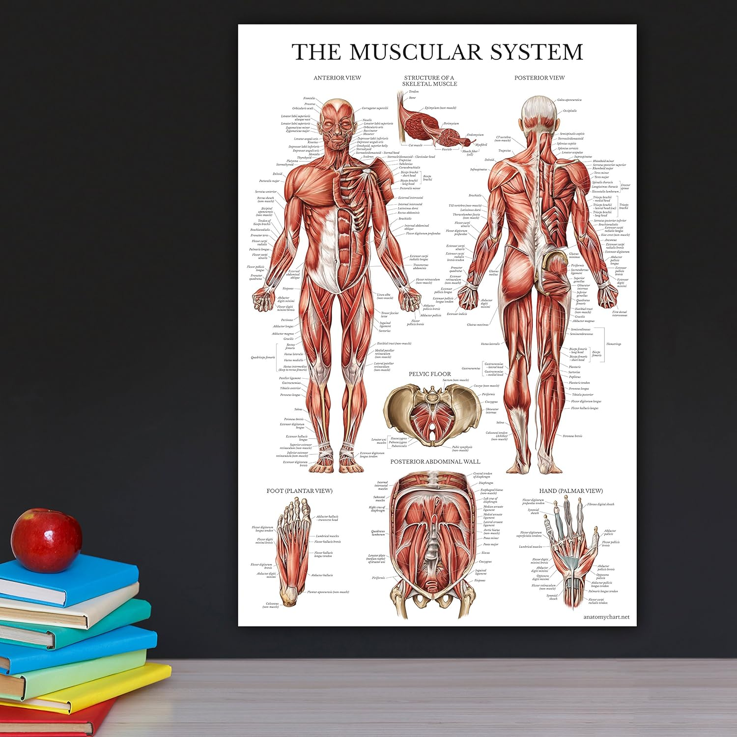 Palace Learning Muscular & Skeletal System Anatomical Poster Set - LAMINATED 2 Chart Set - Human Skeleton & Muscle Anatomy - (18 X 27)