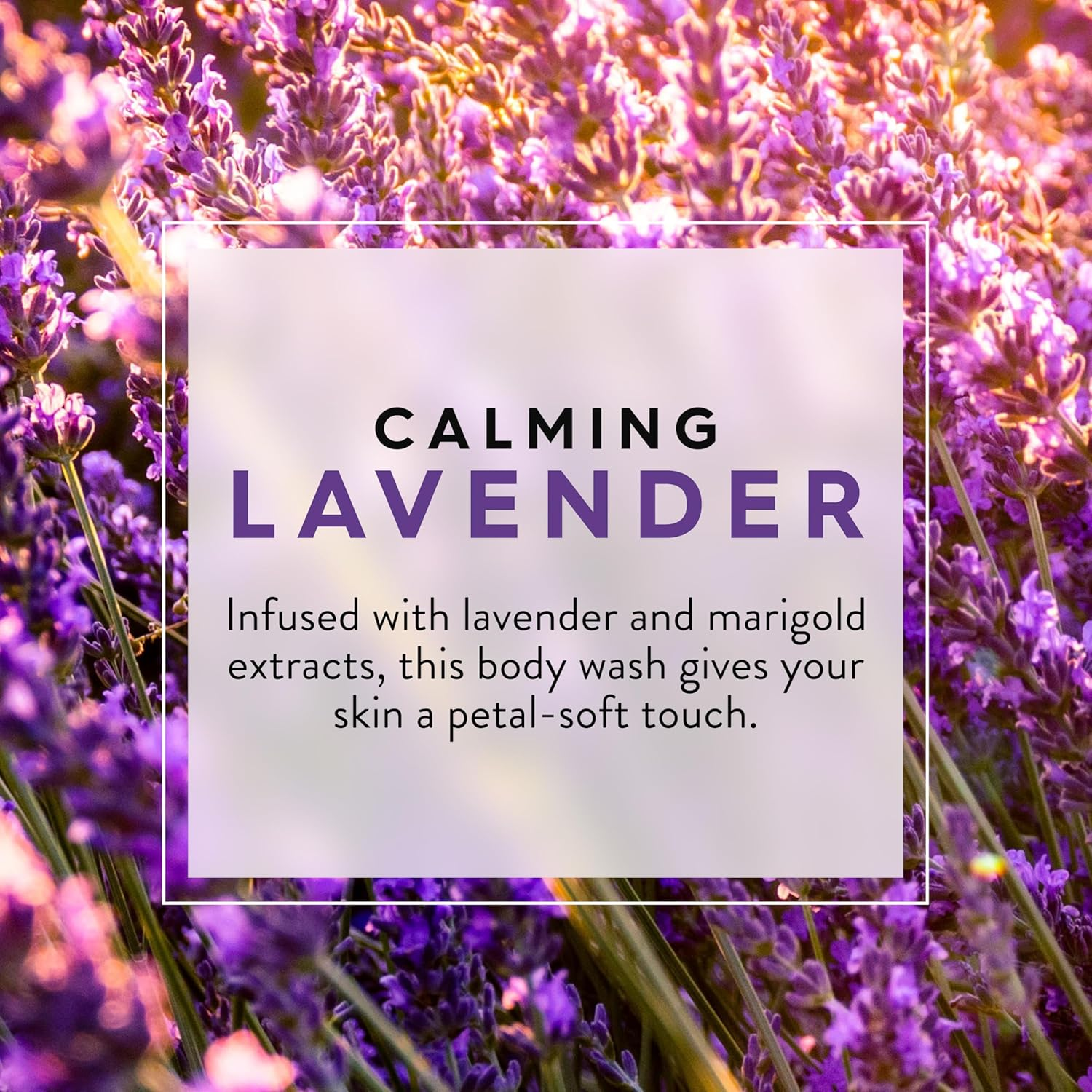 Jason Natural Cosmetics Body Wash, Lavender, 887ML