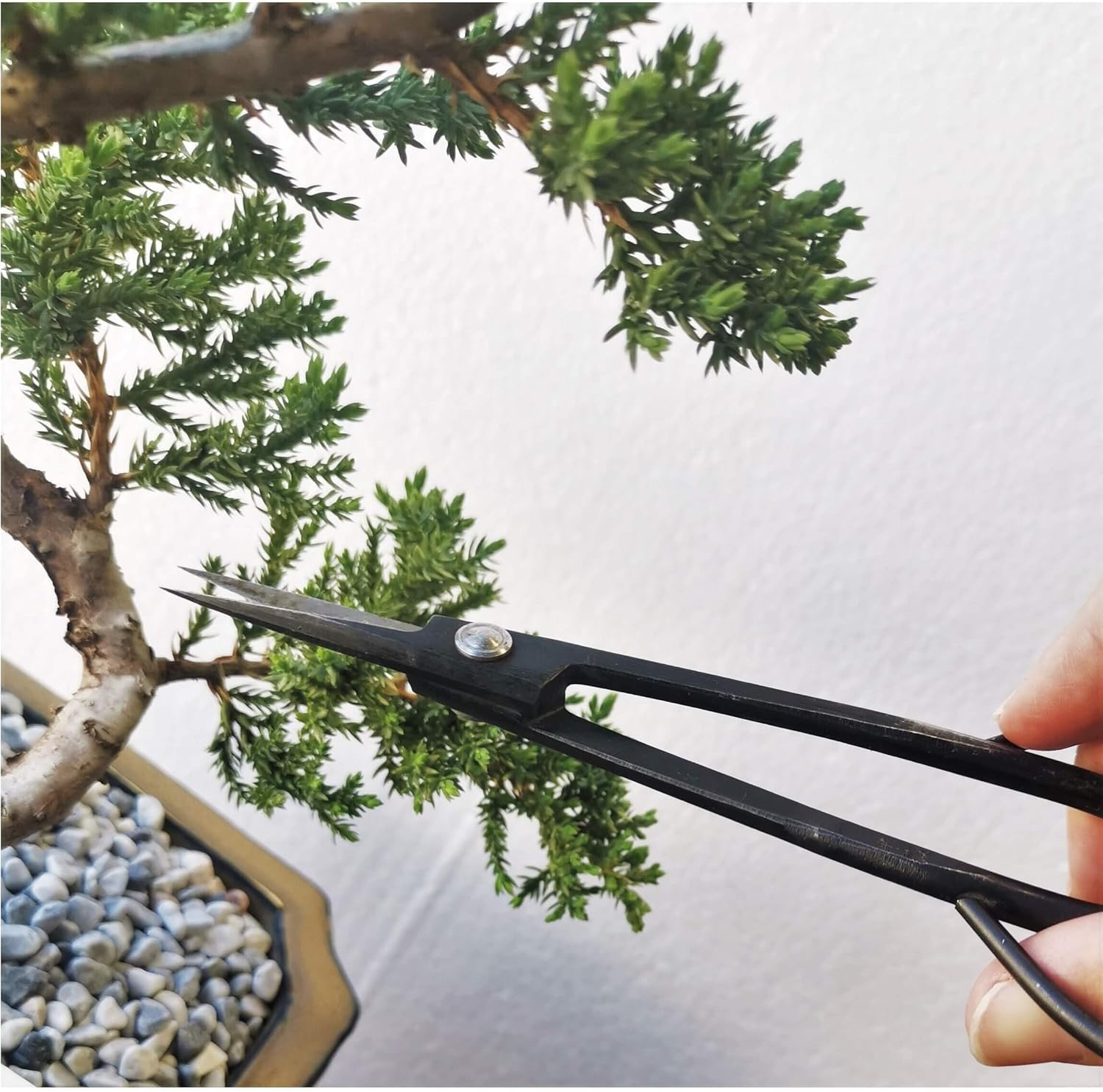 Hanzo Carbon Steel Bonsai Scissors 180Mm - Australian Supply, Black image number 4