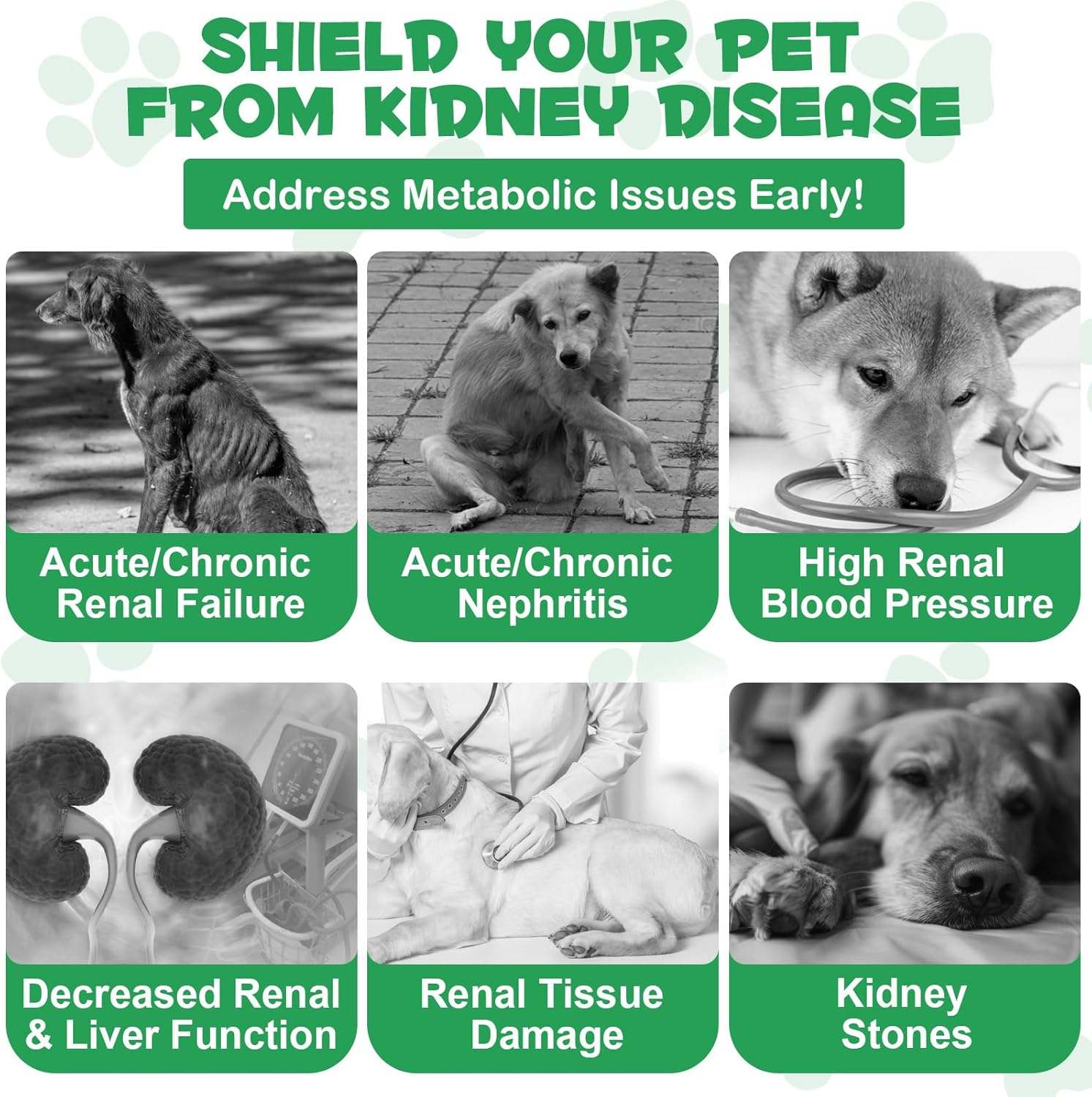 Kidney Support for Dogs, Pet Kidney Support Supplement, Herbal Kidney Care Drops, Healthy Kidney Function, Restoring Normal Appetite 2 Oz image number 1