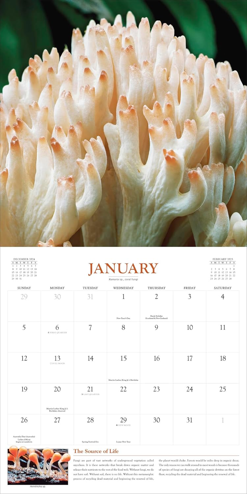 Fantastic Fungi Wall Calendar 2025: Inspired by the Louie Schwartzberg Film image number 4