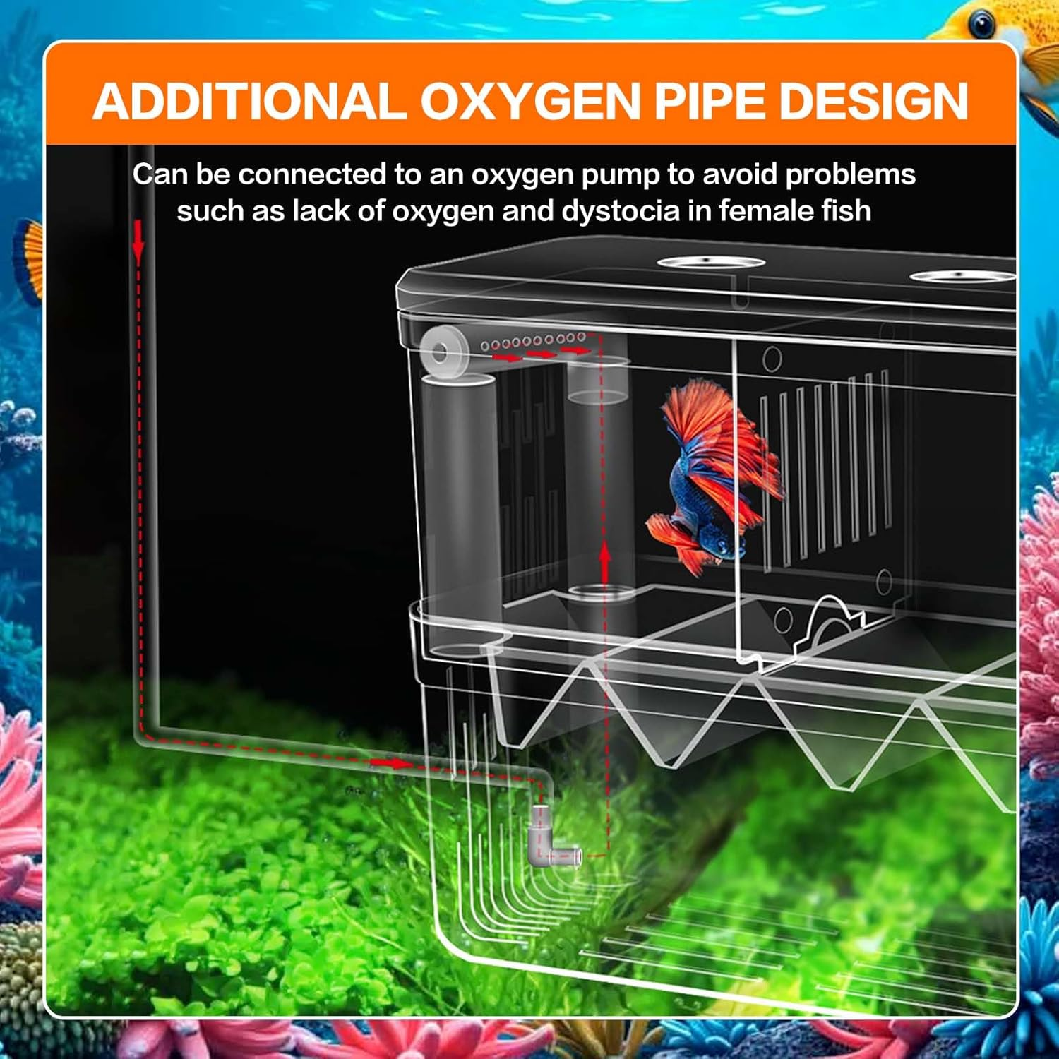 SUSOO Large 4 Hole Aquarium Fish Breeding Box, Safe 2Mm Baby Fish Hatchery Box with Removable Double Isolation Divider Hatching, Dual Feeding Holes and Extra Aeration Pipe Design（18.5Cmx9Cmx15.5Cm） image number 2