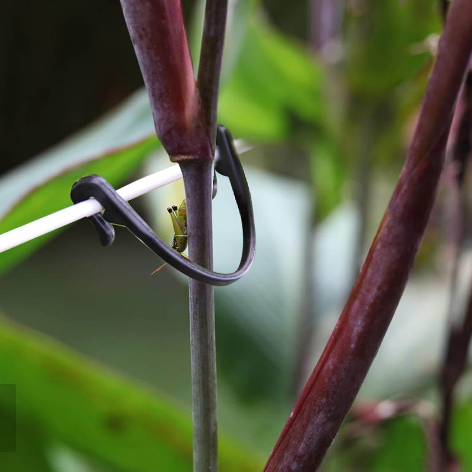 Iplusmile 100Pcs Garden Plant Support Clips Grape Stem Clamps for Vine Trees for Hanging Melons Fruit Yield Health Supplies image number 1