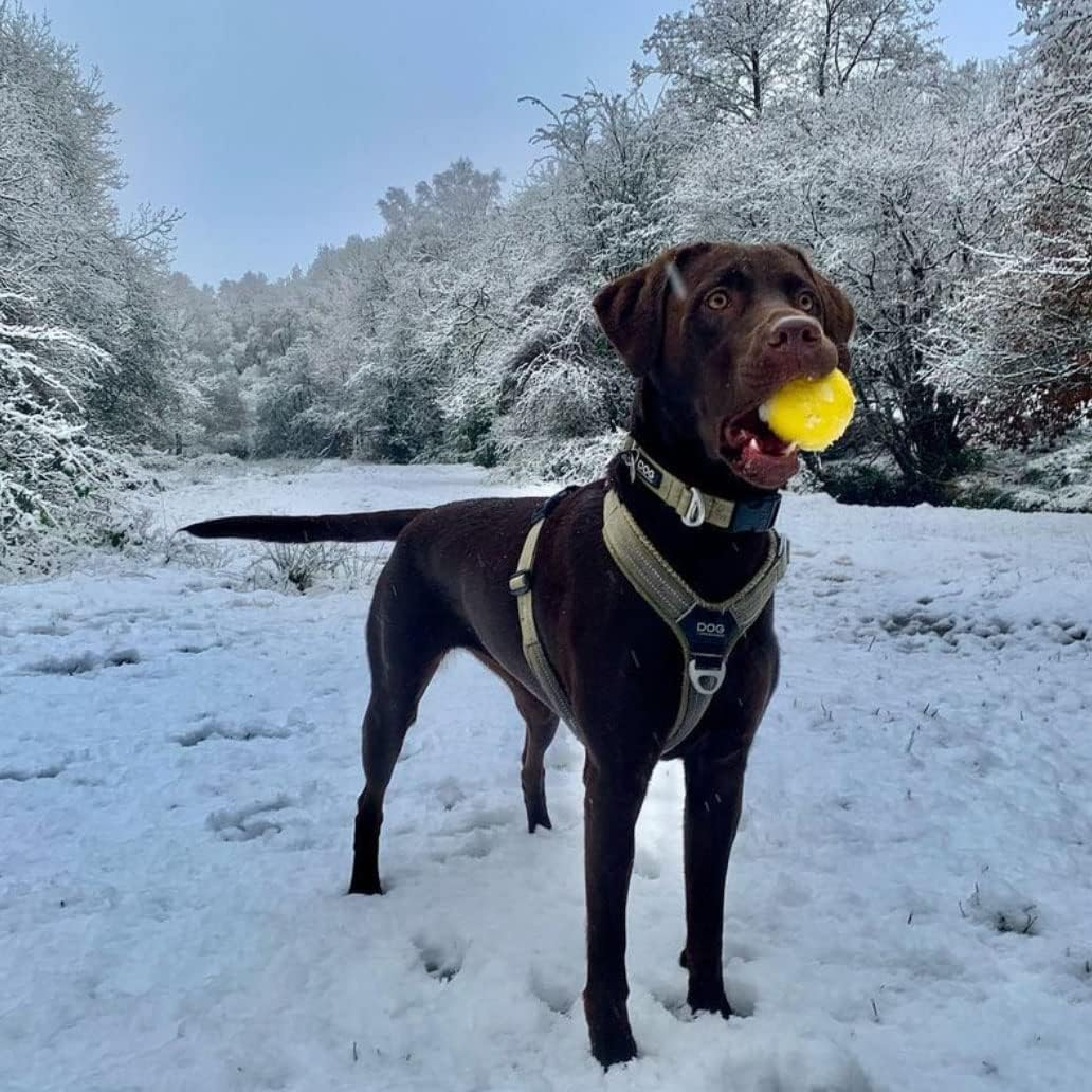 SPORTSPET Rubber High Bounce Tennis Balls for Dogs - Premium Ball for Medium and Large Dog Breeds (3 Pack) image number 1