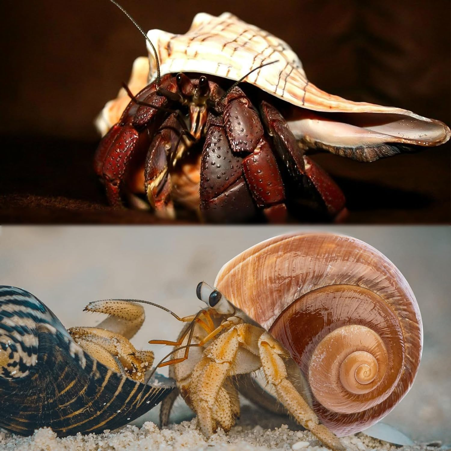 5PCS Extra Large Hermit Crab Shells | Natural Sea Conch Size 3" - 4.7", Opening Size 1.6" - 2.7" | Turbo Seashells for Hermit Crab Supplies and Beach Decoration Large Sea Shell image number 2