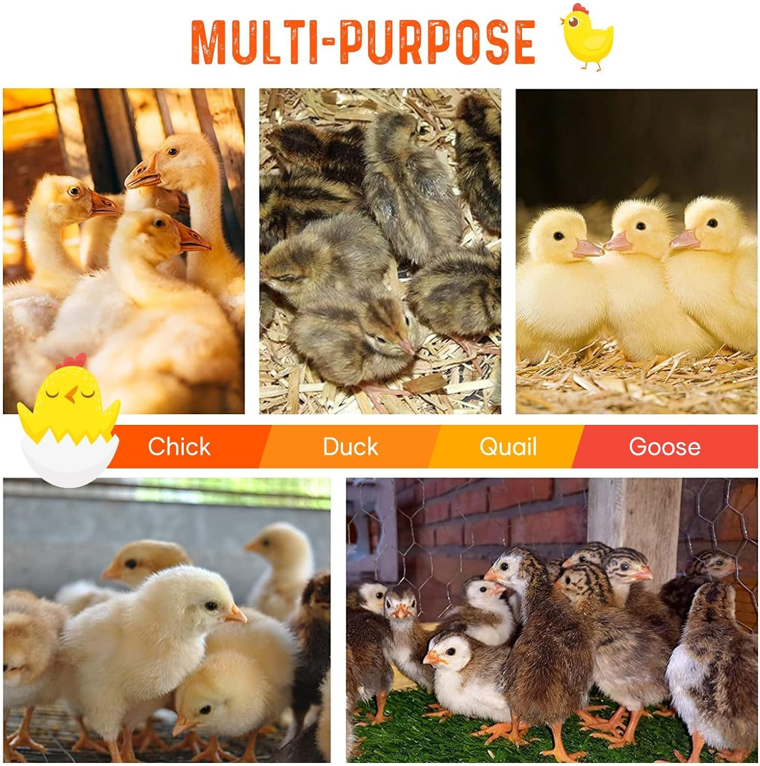 Pet Scene Brooder Heater for Chicks Heating Plate Chook Heater Coop Adjustable Poultry Duck Quail Brooding Warmer for 40&ndash;50 Chicks image number 2