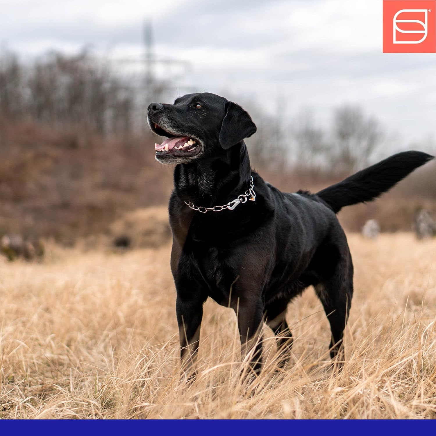 Sprenger Chain Collar Medium with 1 Ring and 1 Snap Hook Stainless Steel 3 Mm for Dogs up to 55 Kg (60 Cm) image number 2