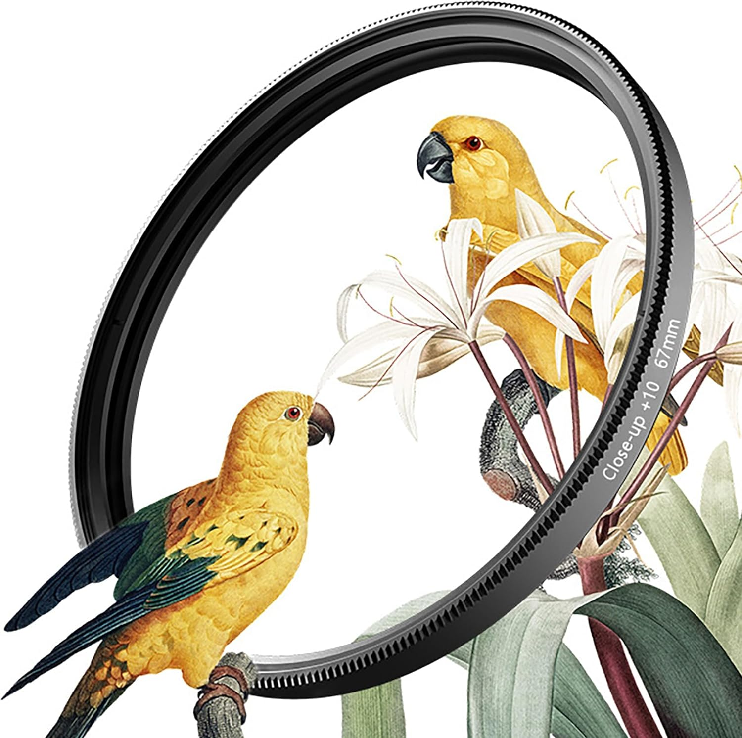 Tunghey Close-Up Filter Kit 5 Pieces(+1,+2,+4,+8,+10) Macro Filter Accessory Close-Up Lens Filter Kit Set for DSLR Camera (82Mm) - 40.5Mm image number 6