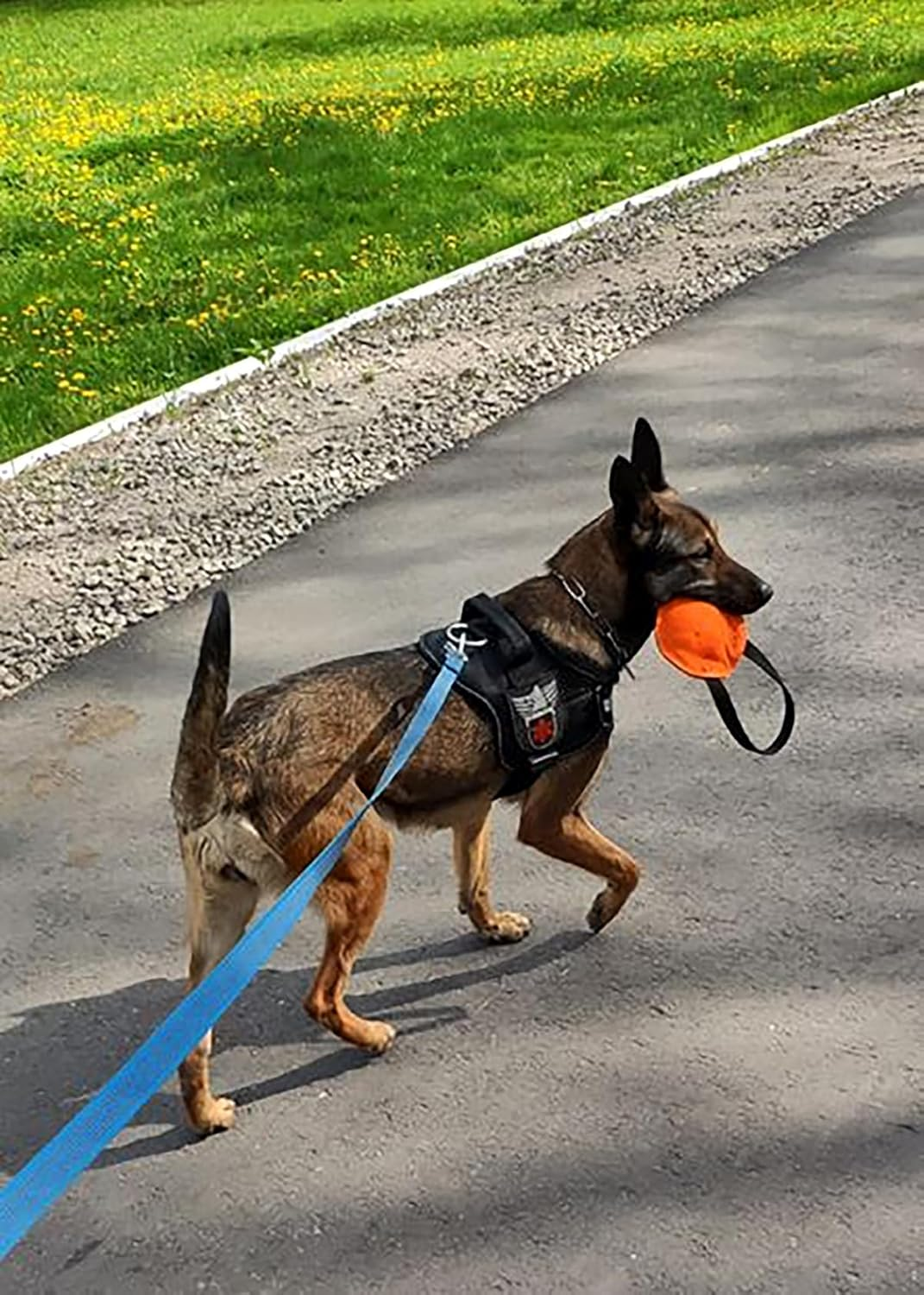 Dingo Gear Berta Nylcot Bite Tug for the Dog Training K9 Dog Sports IGP Play Tug of War S00097, Blue, 0.45 Kg