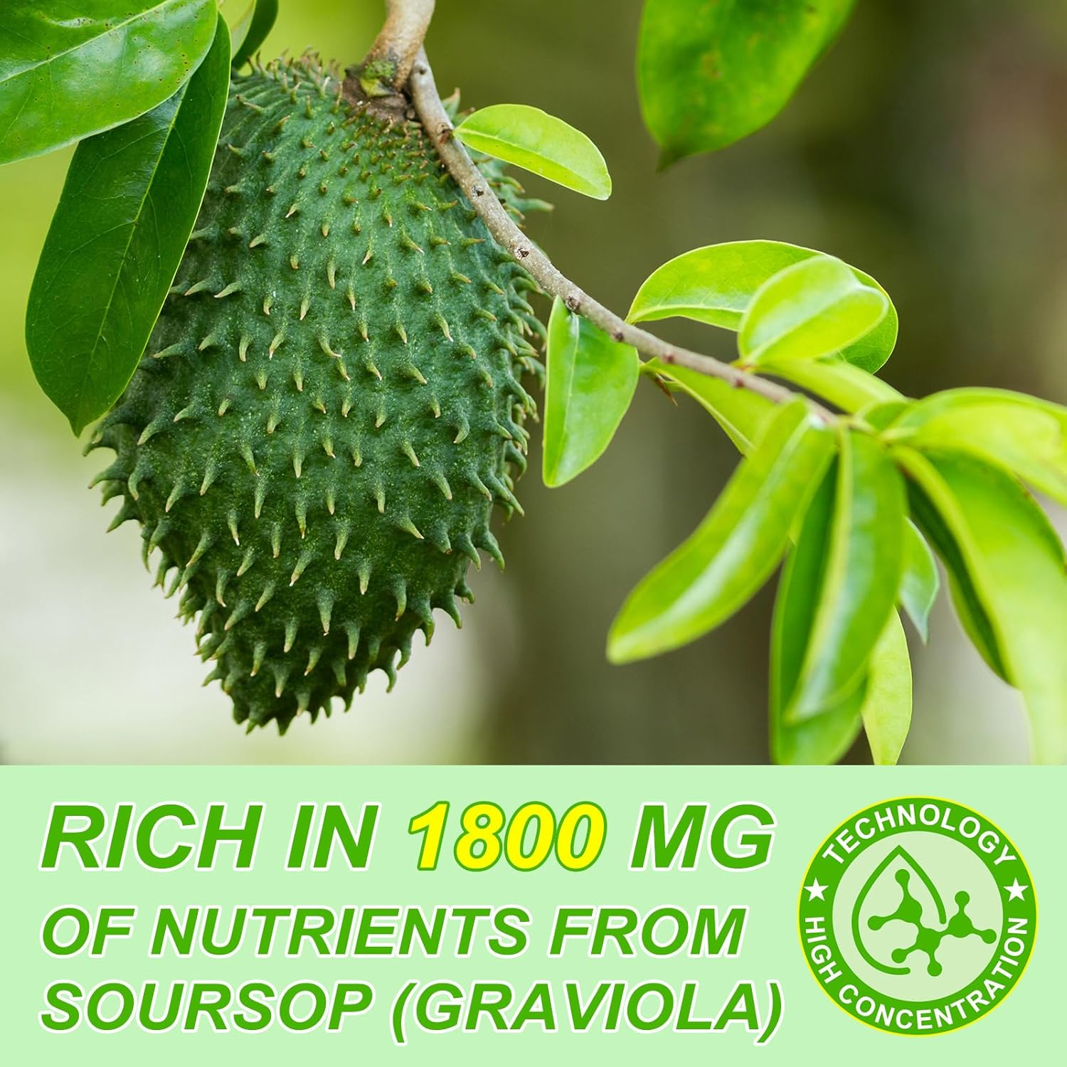 Soursop Graviola Liquid Drop Organic 1800 Mg, Organic Soursop Extract Liquid for Cell Support, Boosting Immune Health ﻿