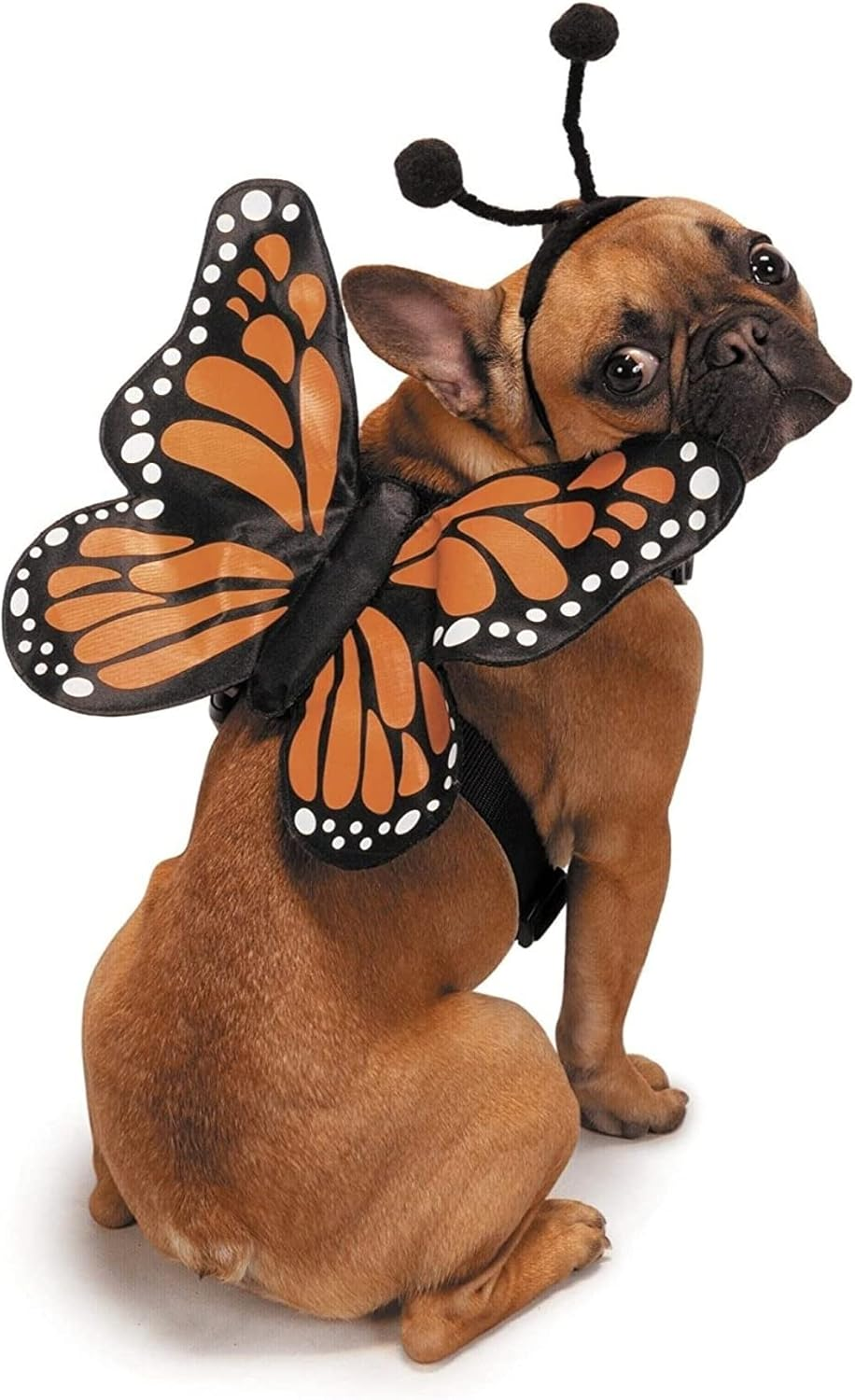Zack & Zoey Butterfly Glow Harness Costume for Dogs, Small image number 1