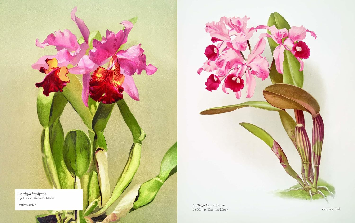 Biblioflora: a Celebration of Floral Beauty in Botanical Art image number 3
