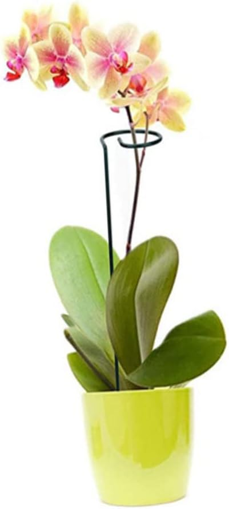 SEWOART 10Pcs Plant Support Stakes for Flower Plants and Reusable Garden Supports for Climbing and Upright for Home Gardening and Outdoor Decor image number 3