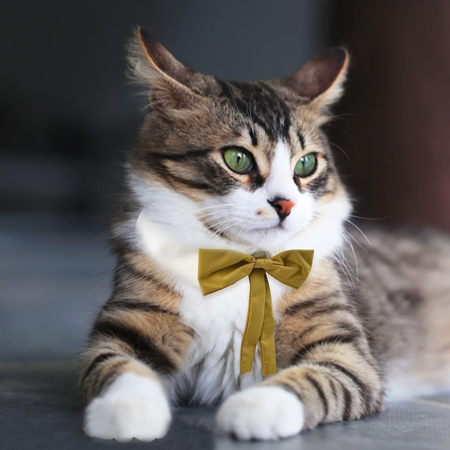 Formal Cat Necktie, 1 Piece Adjustable Cat Neck Tie Collar Cat Tuxedo Bowtie Collar for Dogs Cats Puppies Party Accessories image number 1