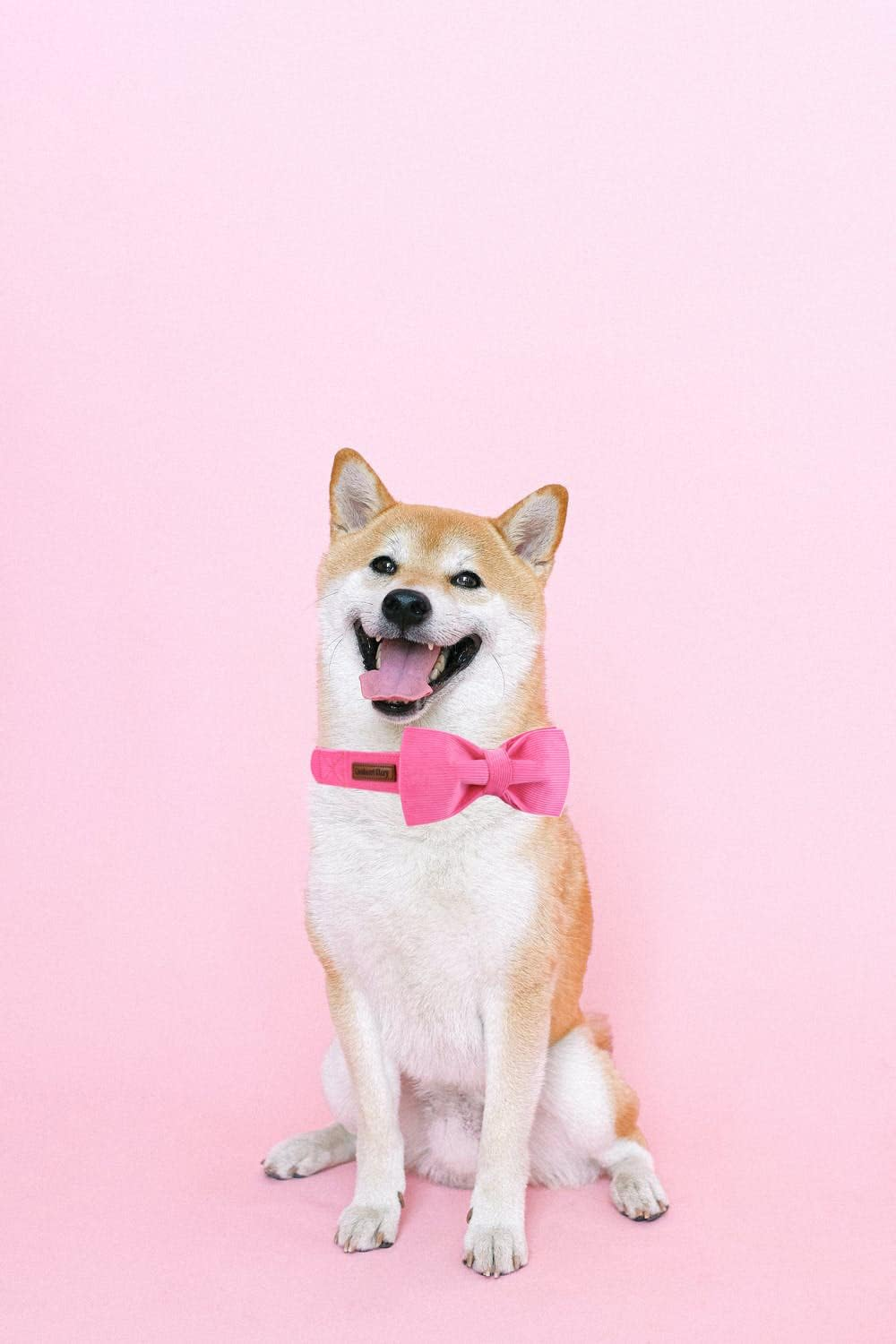 Lionheart Glory Pink Dog Collar, Corduroy Dog Collar with Bow, Pet Soft and Comfy Bow Tie Collar Adjustable Dog Collar for Small Medium Large Dogs image number 2