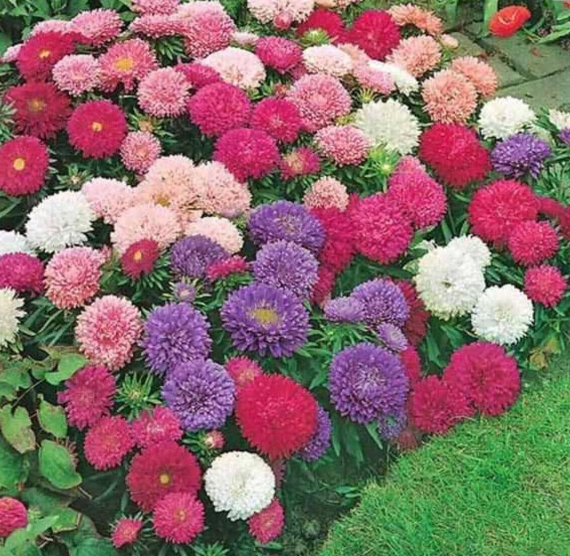 Aster Giant Ray 50 Seeds Large Flower Garden Good Cut Flower Mixed Peony
