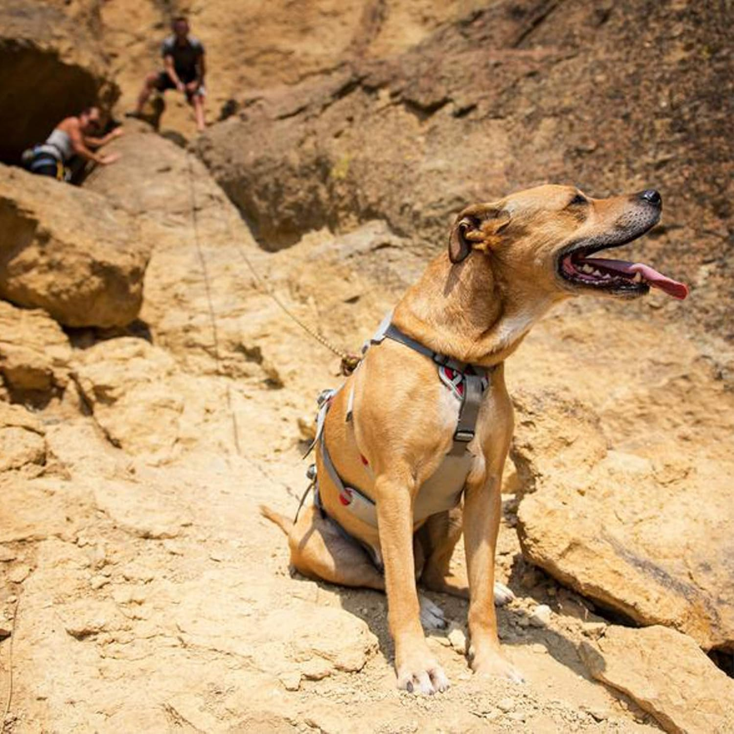RUFFWEAR - Doubleback, Strength-Rated Belay Dog Harness, Rock Climbing & Backpacking, Strength-Rated to 2,000 Lbf/8.9 Kn, Cloudburst Gray, Medium image number 5