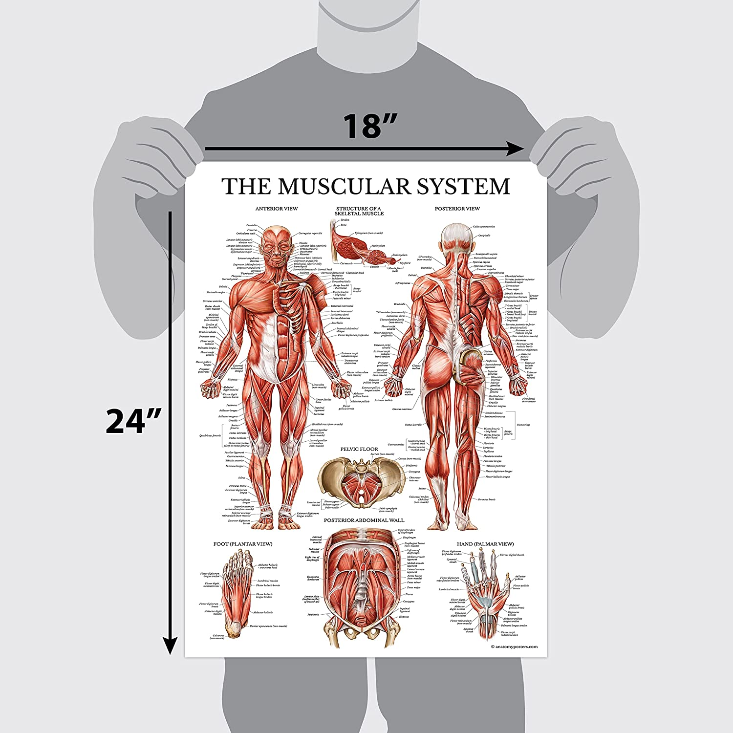 Palace Learning Muscular & Skeletal System Anatomical Poster Set - LAMINATED 2 Chart Set - Human Skeleton & Muscle Anatomy - (18 X 27) image number 4