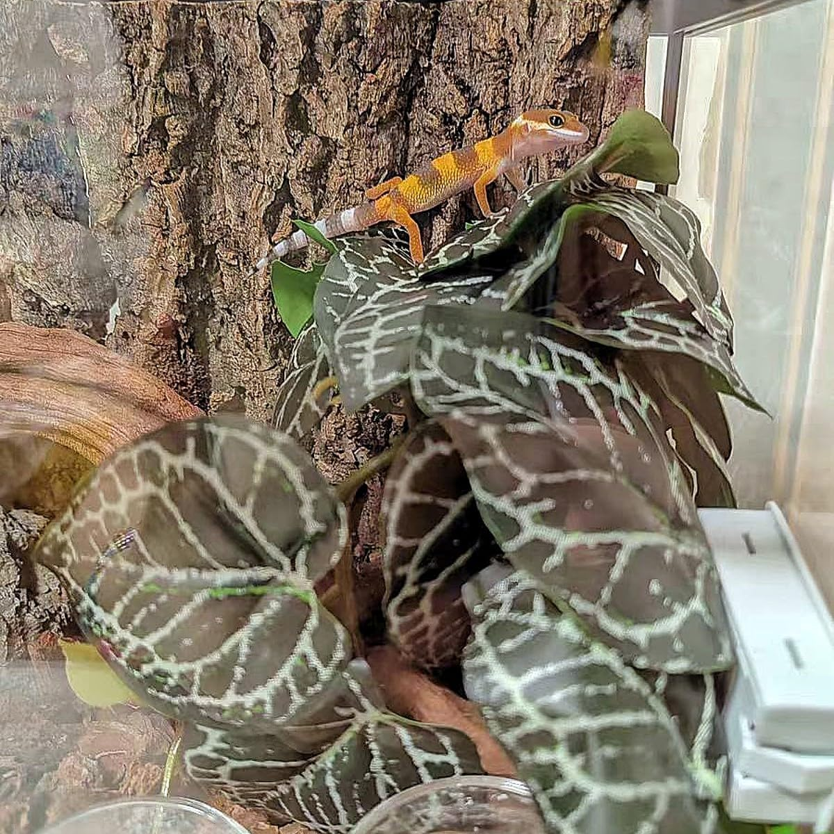 Reptile Plants,Terrarium Decor,Amphibian Habitat Decor,Artificial Plants for Gecko Chameleon Snake Tortoise Tank Accessories with Base（Anthurium Crystallinum） - Alocasia image number 4