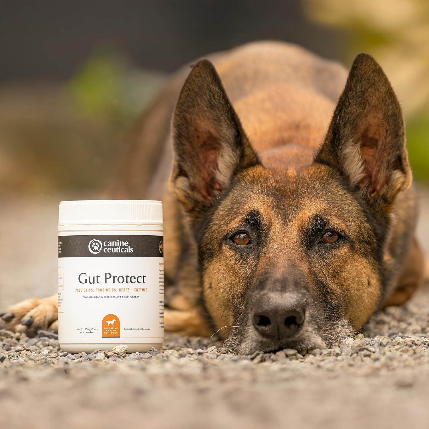 Gut Protect - Digestive Support for Dogs - Prebiotics, Probiotics, Herbs & Enzymes - Gut Flora, Nutrient Absorption & Immunity - Eases Discomfort & Promotes Regularity (400 G) image number 4