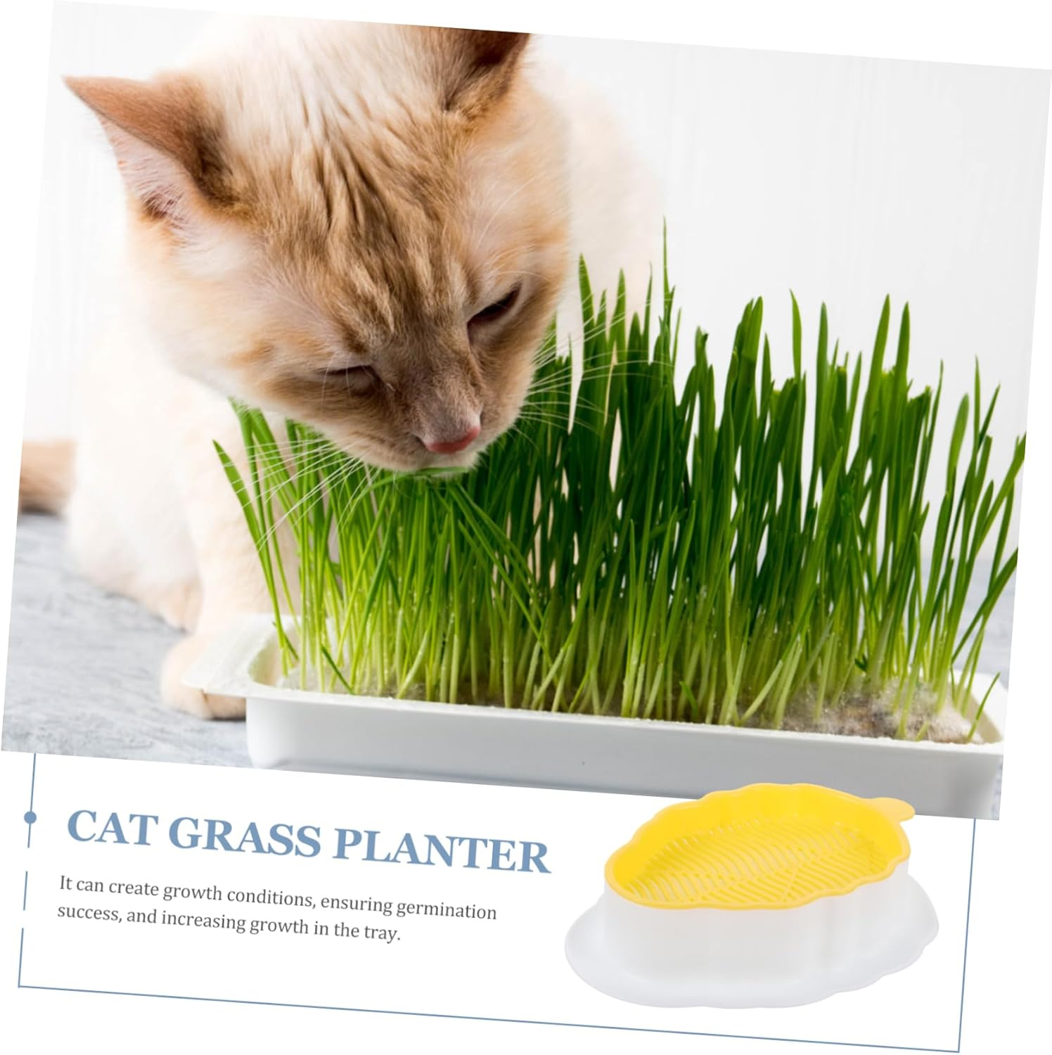 Ipetboom 3Pcs Catnip Soilless Planting Box for Household Cats Convenient Hydroponic Cat Grass Box for Indoor Gardening Supplies image number 4