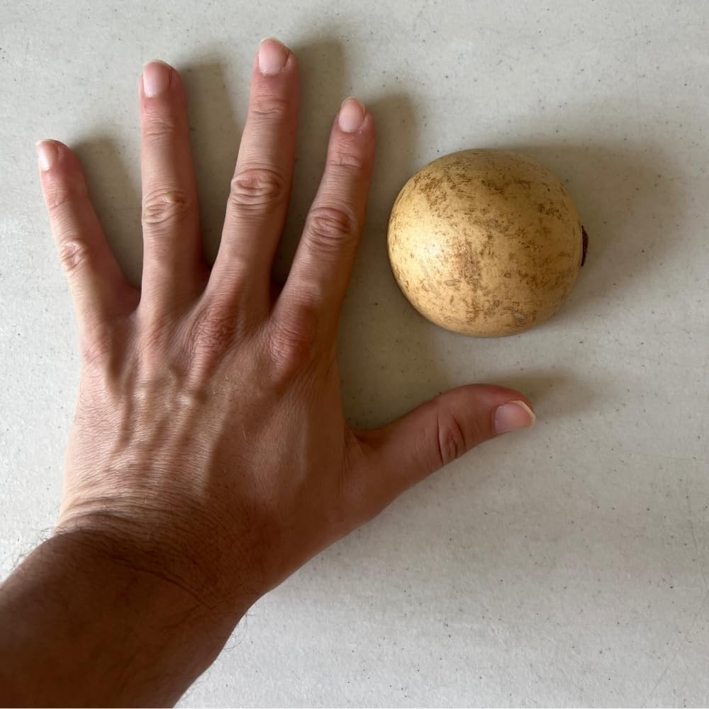 EMPORION Mezcal Jicaras Set of 3 Hand-Carved Artisan Copitas from Mexico with Natural Fiber Carrizo Base for Mezcal and Tequila (2 Oz) image number 6