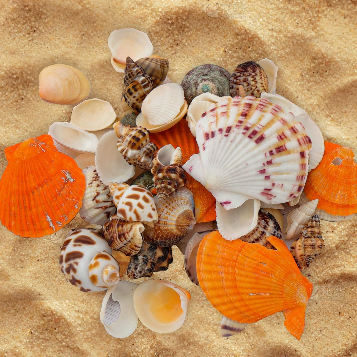 110+ Pcs Mixed Sea Shells Beach Seashells Starfish for Crafts Natural Various Sizes Ocean Conch Starfish Shells for DIY Home Fish Tank Vase Fillers Decorations Decorating Beach Theme Party image number 4
